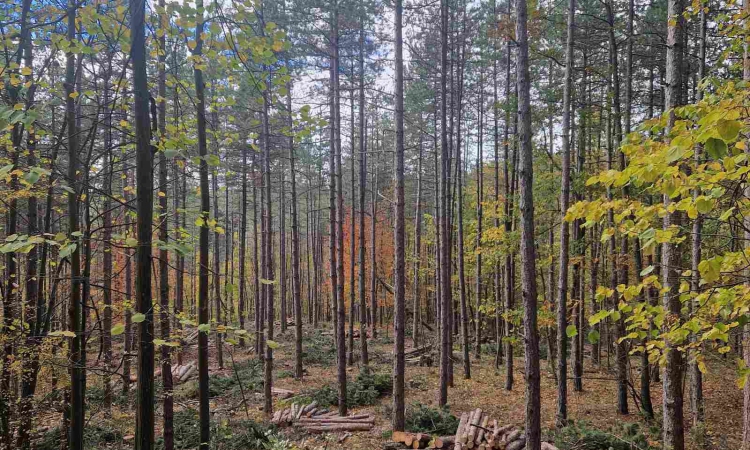 Добивът на дървесина през 2025 се очертава като рекордно слаб